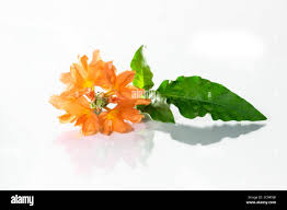 Image result for Crossandra greenstockii