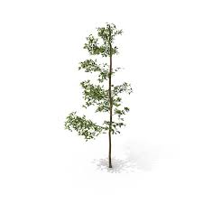 Tree sapling images, stock photos & vectors. Tree Sapling Png Images Psds For Download Pixelsquid S11220278f