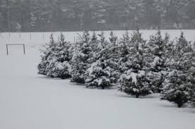 Ota yhteyttä sivuun christmas tree shops and that messengerissä. Santa Land Christmas Tree Farm Home Facebook