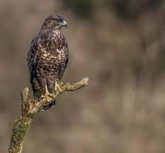 Slang〉 insigne 〈 van amerikaanse adelaar〉. Bbc Wildlife Magazine On Instagram Photo Of The Day A Common Buzzard Perched On An Old Branch In Common Buzzard Peak District National Park National Parks