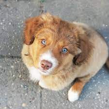 Cute Doggy With Blue Puppy Eyes Cute Puppies Baby Puppies Puppies With Blue Eyes