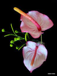 Anturium Anthurium Flower Sugar Flowers Flower Shop