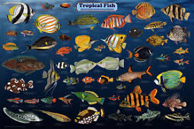 Details About Tropical Fish Laminated Aquarium Educational Science Class Chart Poster 24x36