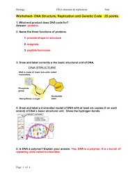 G) in dna, always goes with adenine. Worksheet Dna Structure Replication And Genetic Code