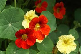 Sow directly where they are to flower in late spring onwards. Growing Nasturtiums Tips For Care Of Nasturtiums