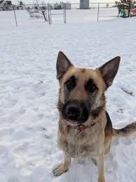 There are animal shelters and rescues that focus specifically on finding great homes for german shepherd dog puppies in ohio. German Shepherd Rescue Ohio Home Facebook
