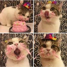 Ada beberapa cuplikan di dalam. 10 Foto Dan Video Lucu Kucing Saat Merayakan Ulang Tahun Imut Banget