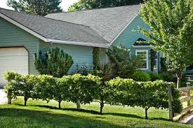 Training fruit trees against walls. Grow Espaliered Trees For A Slim Fit This Old House