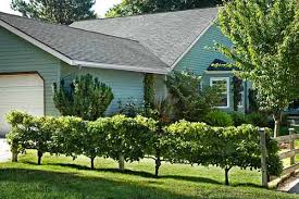 We'll also touch upon subjects such as planting sites, soil. Grow Espaliered Trees For A Slim Fit This Old House