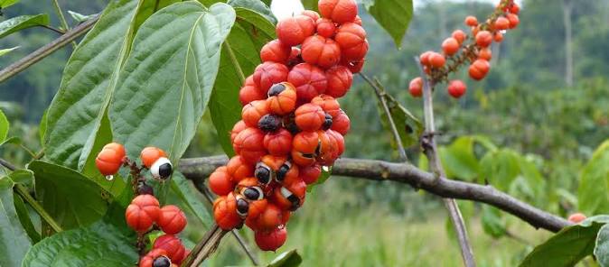 Natural Guaraná