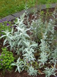 Artemisia silver king i am thinking of having silver. Celebrate Artemisia Herb Of The Year 2014 Finegardening