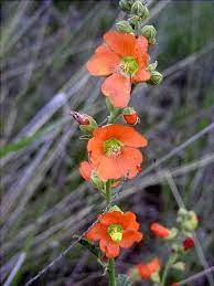 The red bird of paradise is a deciduous (loses its leaves) shrub that thrives in full sun and has bright red and orange flowers that grow on long, thin stalks. Globe Mallow Is A Native Plant That Grows Wild On Our Hillside In Northern Arizona Mallow Flower Arizona Plants Arizona Wildflowers