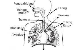 Pada bab ini, anda akan mempelajari sistem pernapasan pada manusia dan hewan tertentu. Sistem Pernapasan Manusia Proses Mekanisme Fase Dan Gangguan