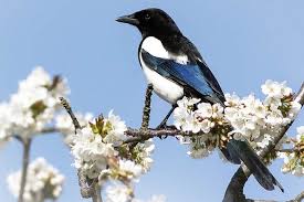 Elster In Kirschbaum Foto Regine Schulz Www Naturgucker De Elster Tiere Heimische Vogel