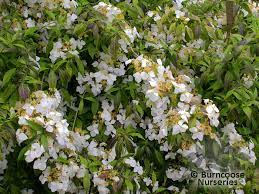 Mar 27, 2020 · golden angel japanese shrub mint leucosceptrum japonicum 'golden angel' item #6032 dramatic foliage color. Hydrangea Scandens Subsp Chinensis F Angustipetala Golden Crane From Burncoose Nurseries