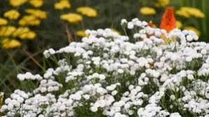 Image result for Aneilema petersii