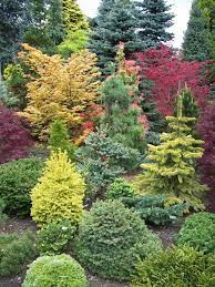 Amazing Conifer Garden Japanese Maples Provide Additional Color And A Temporal Aspect Preventing The Conifers Garden Evergreen Landscape Evergreen Garden