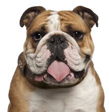 The goals and purposes of this breed standard include: English Bulldog Puppies For Sale Adoptapet Com