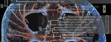 Image result for Hilsenbergia