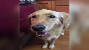 We did not find results for: Butterdog Know Your Meme