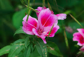 Flower and leaves are edible raw. L H Seeds Pacific Northwest Native Seed