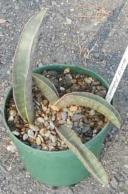 Image result for Sansevieria hallii