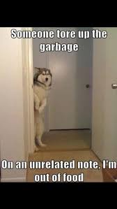 Pin By Lily On Lol Pets Funny Animals Funny Dogs Funny Animal Pictures