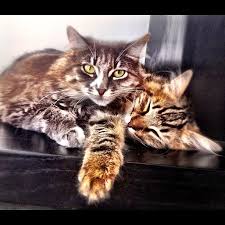 The price of a maine coon ranges from $800 to $2000 (or more) and we'll explain why this is. Characteristics Archives Mainecoon Org