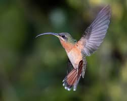 Image result for Glinus hirtus