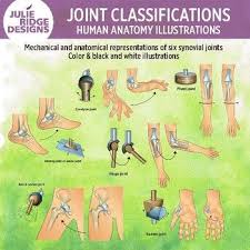 Synovial Joints Human Anatomy Clip Art Illustrations Synovial Joint Human Anatomy Joint