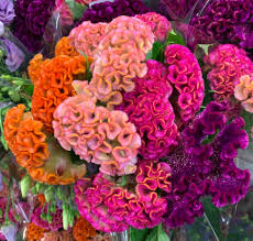 Top keywords % of search traffic. Someone Call A Dentist Jet Fresh Flower Distributors Facebook