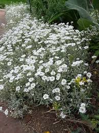 Image result for Cerastium