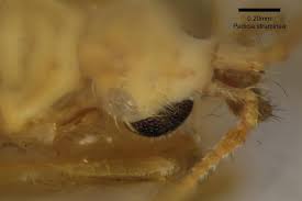 Craneflies and their Ecology John Kramer