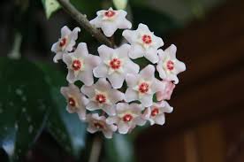 Arbusto dai piccoli fiori bianchi profumatissimi. 5 Piante Da Interno Profumate Lombarda Flor
