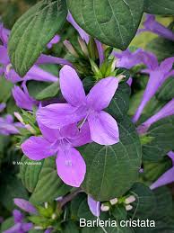 Image result for Barleria cristata