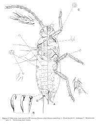 Image result for Teramnus micans