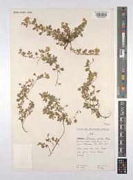 Image result for Lotononis laxa