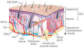 Real pictures of the digestive system human digestive system stock… continue reading →. About Sunogel