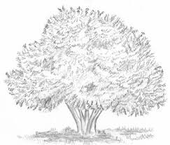 Image result for Strychnos henningsii