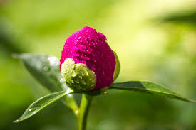 The peony or paeony is a flowering plant in the genus paeonia, the only genus in the family paeoniaceae. Where To Buy Peony Plants Or Bulbs Online Top 50 Stores Garden Tabs
