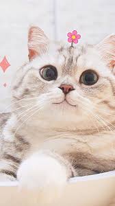 Basak Kibar Adli Kullanicinin Cats Panosundaki Pin 2020 Cute Kittens Sevimli Kedi Yavrulari Sevimli Kediler