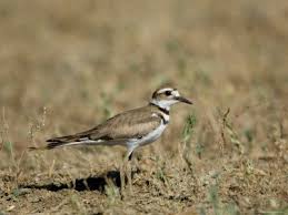 Birds That Lay Eggs On The Ground Killdeer In Eastern Montana Photographic Print By Joel Sartore Killdeer Backyard Birds Birds