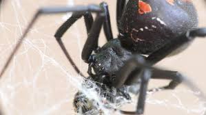 Close Female Redback Spider Black Widow Stock Footage Video 100 Royalty Free 1022131048 Shutterstock