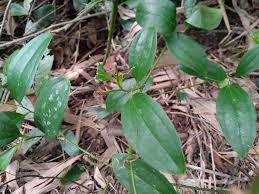 Image result for Smilacaceae