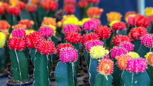 For more than 40 years, our horticultural nurseries have been growing high quality indoor and outdoor oramental and landscape plants. Collect All 6 Of These Cute And Colorful Cacti Plants For All Seasons Since 1973