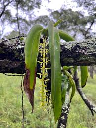 Image result for Diaphananthe sarcophylla