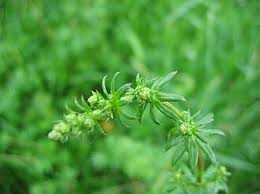 Image result for Galium scabrellum