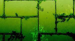 Bir kimse duvar üzerinde veya duvara binmis oldugunu görse o duvar onu ayakta tutan halidir. Ruyada Yesil Duvar Gormek Ruyalarda Gen Tr