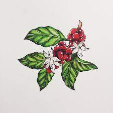 Jiemin Lin Coffee Bean Plant Watercolour Coffee Flower Coffee Drawing Watercolor Plants