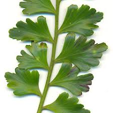 Image result for Phyllocladus trichomanoides